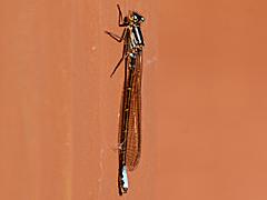 Swift Forktail (Damselfly)